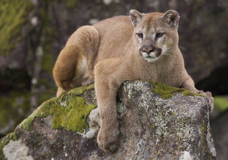 puma de selva