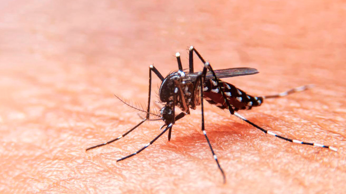 dengue autóctono