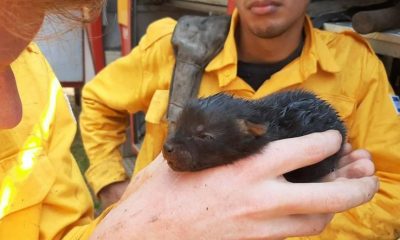 Puerto Rico: Bomberos salvan del fuego a un zorro en peligro de extinción