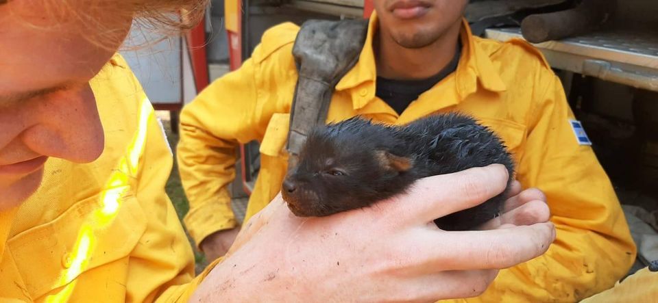 Puerto Rico: Bomberos salvan del fuego a un zorro en peligro de extinción