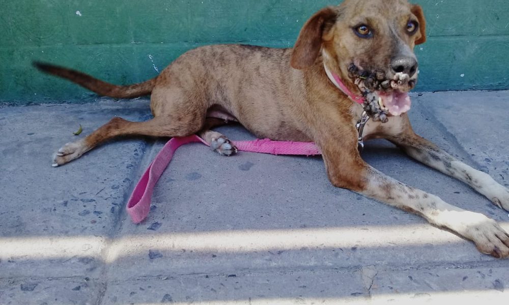 La perrita Bela "subió de peso y juega más, está irreconocible"