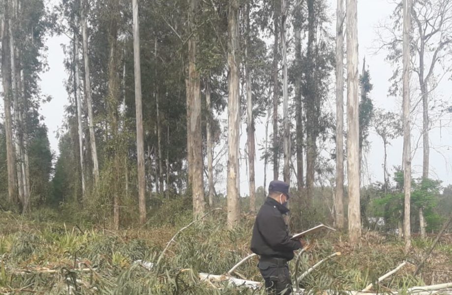 Murió aplastado por un tronco de eucalipto en Garuhapé-Mí