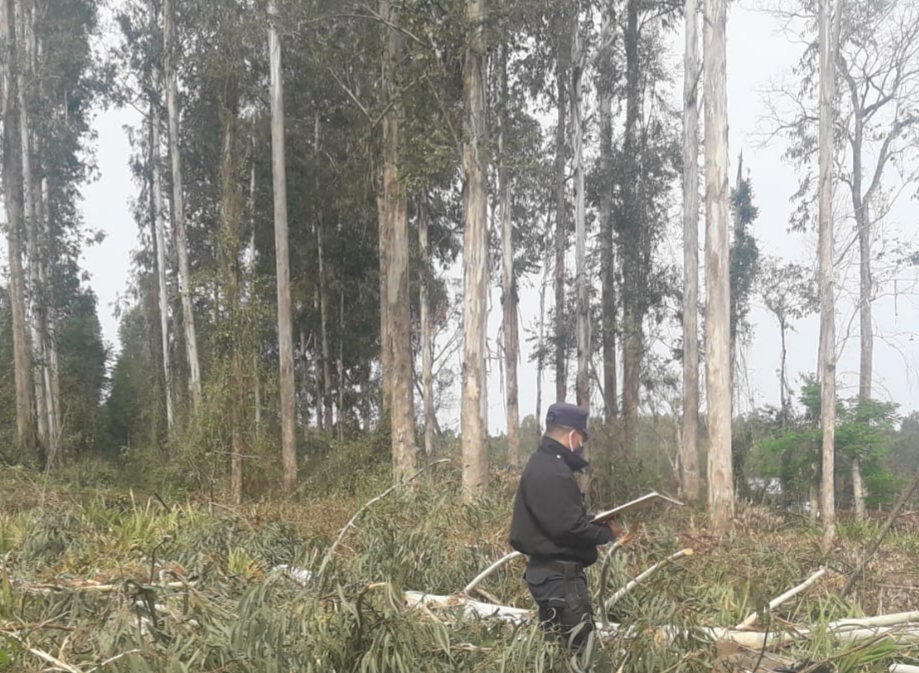 Murió aplastado por un tronco de eucalipto en Garuhapé-Mí