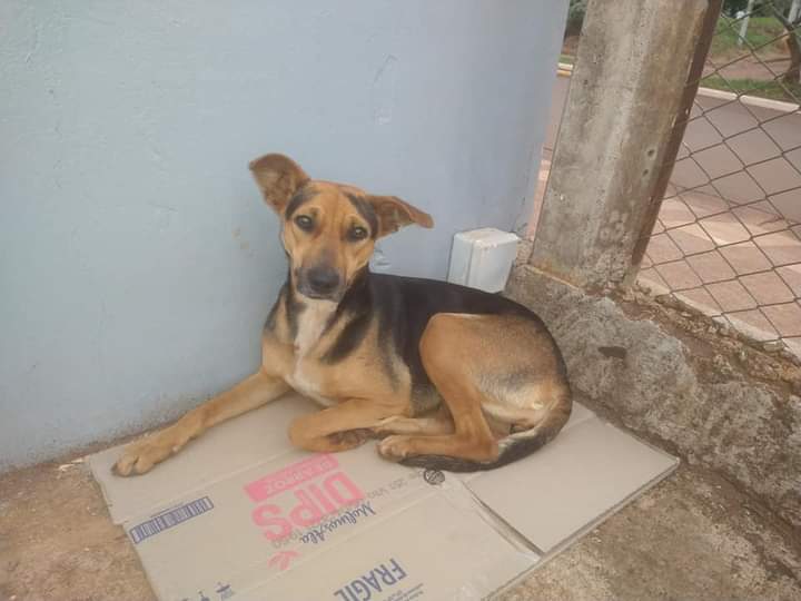 Perrita abandonada espera por su dueño en el estacionamiento de Changomas