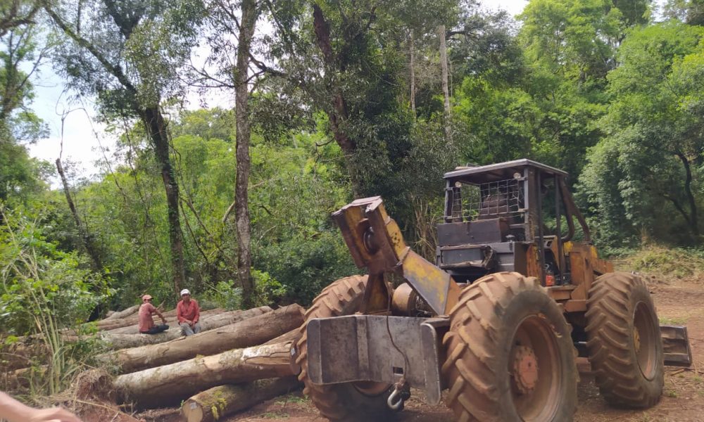 Fundación de Pérez Esquivel desmiente a Ecología por apeo en Yabotí Mirí