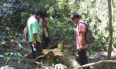 La Justicia frena tala de árboles en territorio de la comunidad Ka’a Kupe