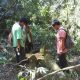 La Justicia frena tala de árboles en territorio de la comunidad Ka’a Kupe