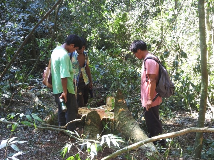 La Justicia frena tala de árboles en territorio de la comunidad Ka’a Kupe