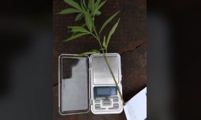 Policía secuestra planta de marihuana que crecía en una plaza en Campo Grande