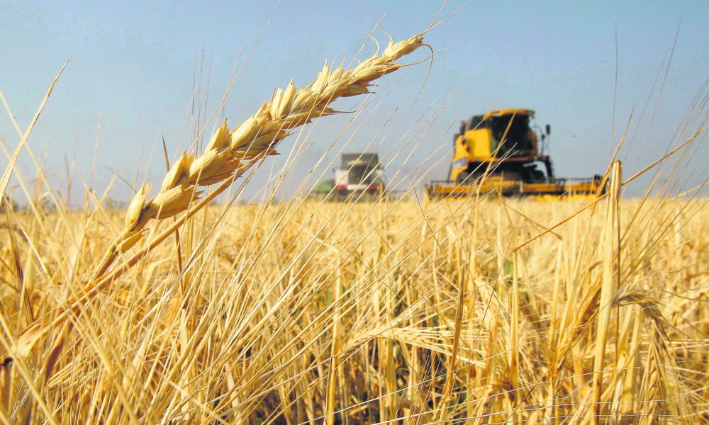 Argentina es el primer país del mundo en aprobar el trigo transgénico
