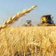 Argentina es el primer país del mundo en aprobar el trigo transgénico