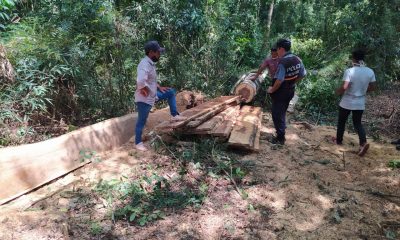 Denuncian corte y robo de madera nativa en comunidad Tajy Poty