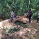 Denuncian corte y robo de madera nativa en comunidad Tajy Poty