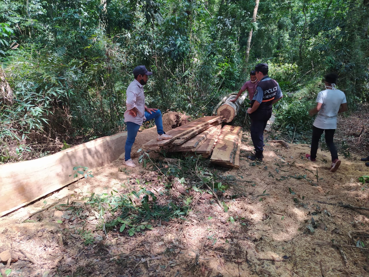 Denuncian corte y robo de madera nativa en comunidad Tajy Poty