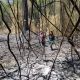 Se incendia bosque nativo de la comunidad Ka'a Kupe en el Cuñá Pirú