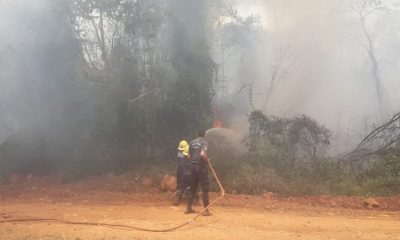 Hay cinco focos activos en Misiones, controlados y en vías de extinción