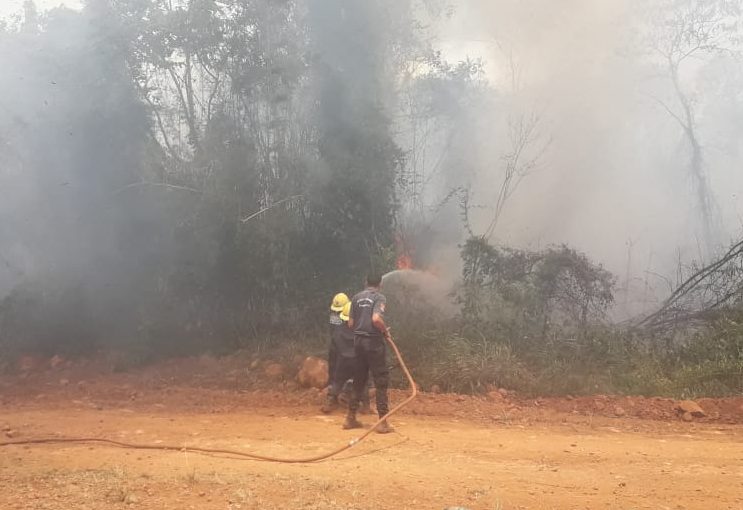 Hay cinco focos activos en Misiones, controlados y en vías de extinción