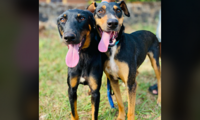 Tras cinco meses de recuperación, Mona y Lisa están listas para ser adoptadas