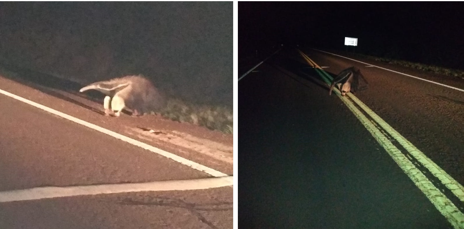 Puerto Iguazú: oso hormiguero andaba por la ruta y lo escoltaron hasta la selva