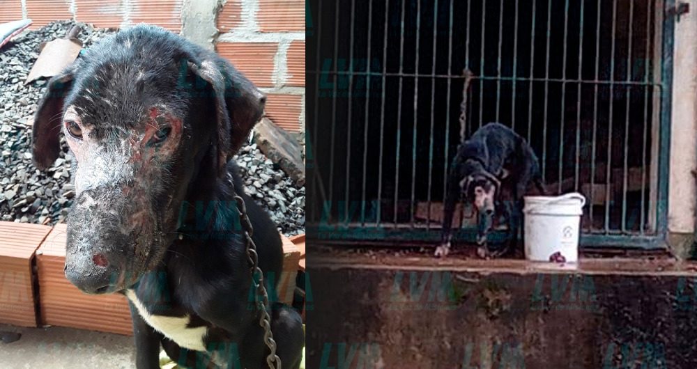 Rescatan a perrito de 1 año que vivía encadenado en Posadas