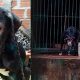 Rescatan a perrito de 1 año que vivía encadenado en Posadas