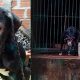 Rescatan a perrito de 1 año que vivía encadenado en Posadas