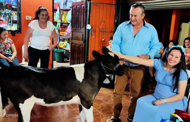 Le regalaron una vaquita para su baby shower