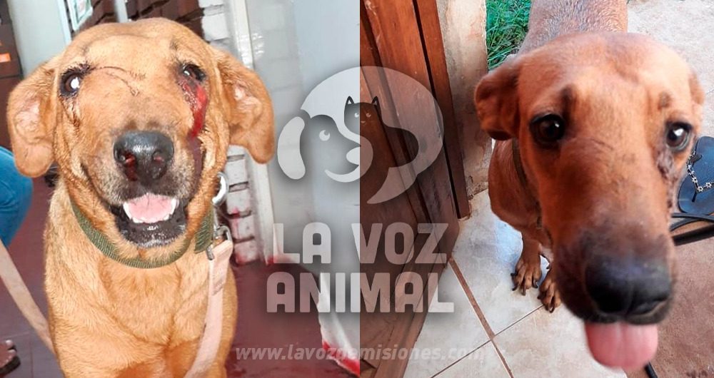 Piden colaboración para cambiarle la vida a Polaca, una perrita golpeada y enferma