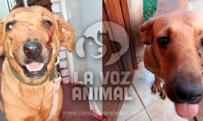 Piden colaboración para cambiarle la vida a Polaca, una perrita golpeada y enferma