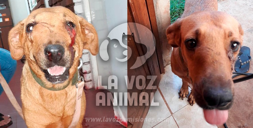 Piden colaboración para cambiarle la vida a Polaca, una perrita golpeada y enferma