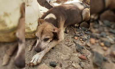 Salvaron a 100 mascotas y para costear su recuperación lanzaron una rifa