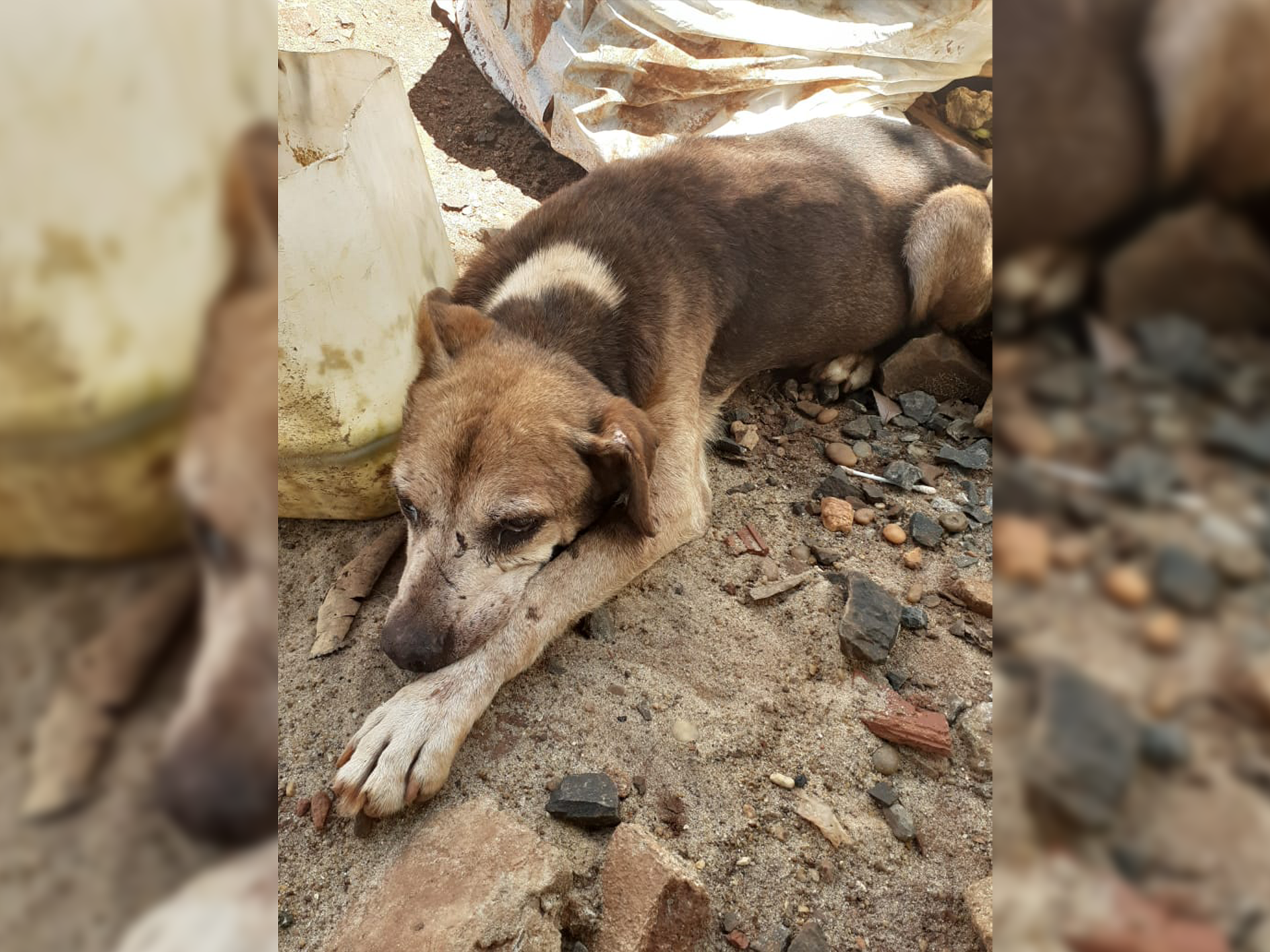 Salvaron a 100 mascotas y para costear su recuperación lanzaron una rifa