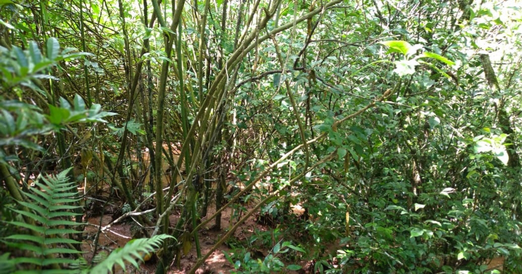 Murió una nena de 7 años que cayó a un arroyo en San Pedro