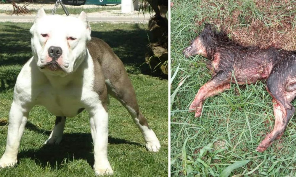 Un "dogo-pitbull" asesinó a un perro en Ignacio y escrachan al dueño