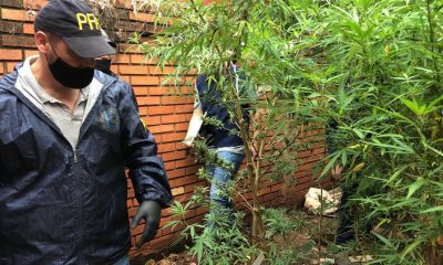 La Federal allanó una casa en Iguazú y secuestró 10 plantas de marihuana
