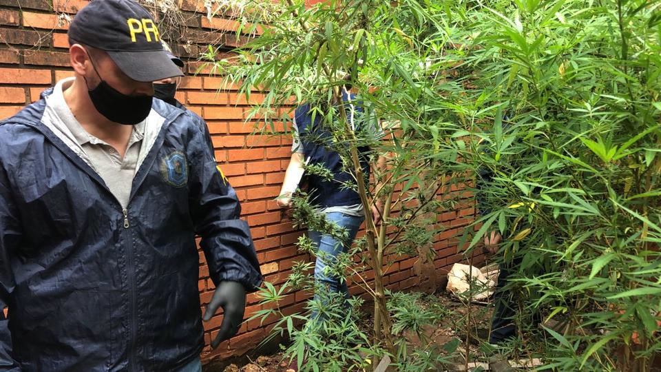 La Federal allanó una casa en Iguazú y secuestró 10 plantas de marihuana