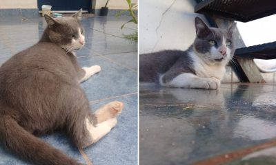 Gatito rescatado busca familia: "No está gordito, está relleno de ternura"