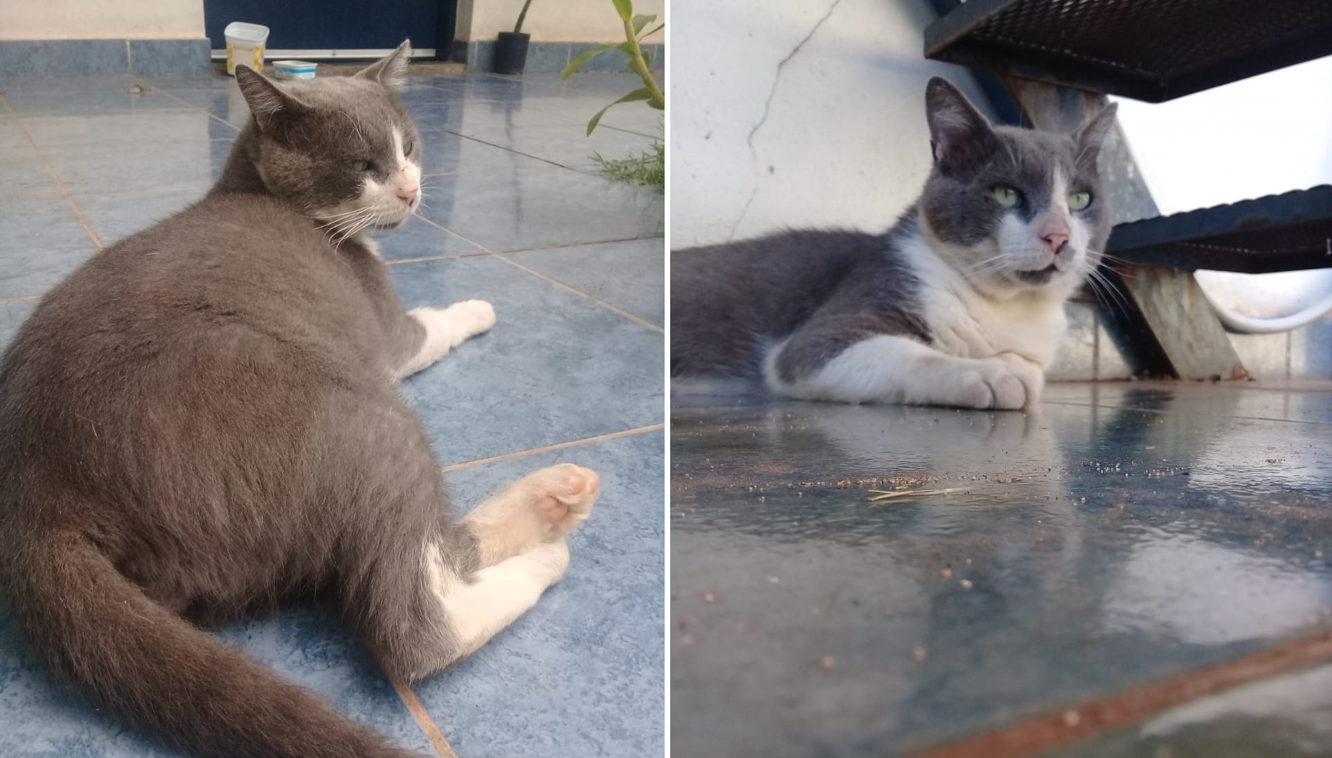 Gatito rescatado busca familia: "No está gordito, está relleno de ternura"