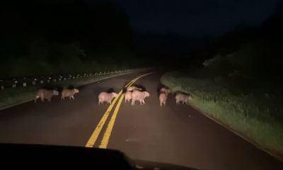 Andresito: familia de carpinchos cruzaba la ruta, un conductor frenó y filmó