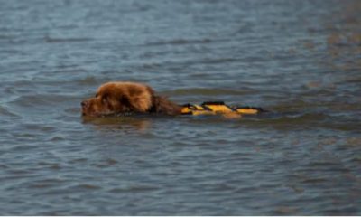El perro rescatista de Corrientes salvó a un nadador de la muerte