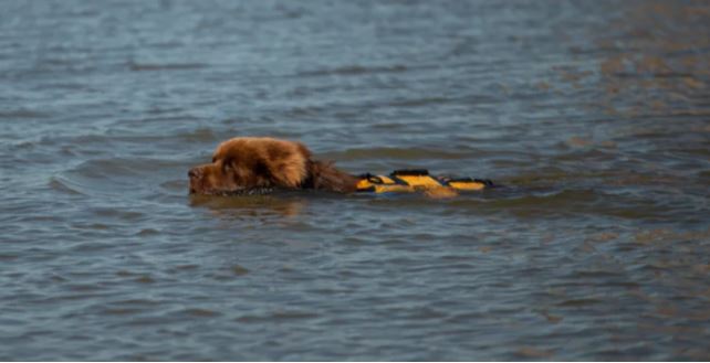 El perro rescatista de Corrientes salvó a un nadador de la muerte