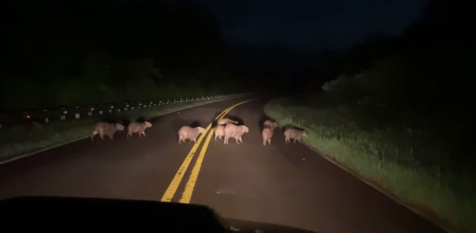 Andresito: familia de carpinchos cruzaba la ruta, un conductor frenó y filmó