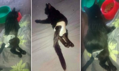 Gatita quedó paralítica tras ser castrada en el Imusa y buscan ayuda