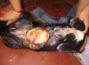 Juntan fondos para salvarle la vida a perrita posadeña con cáncer