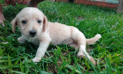 Tokio no puede caminar y fue abandonada en un baldío en Garupá