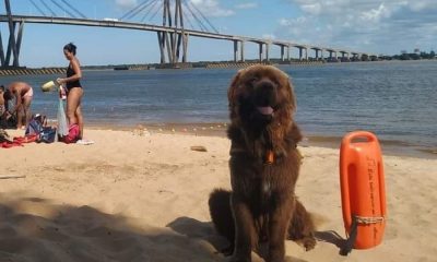 Corrientes incorporó a sus playas un perro que salva vidas