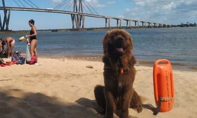 Corrientes incorporó a sus playas un perro que salva vidas