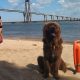 Corrientes incorporó a sus playas un perro que salva vidas