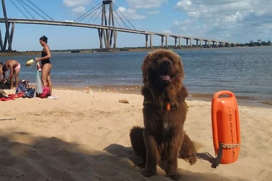 Corrientes incorporó a sus playas un perro que salva vidas