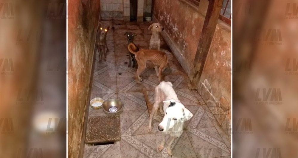 Allanan la casa de una empleada municipal y rescatan 25 perros moribundos